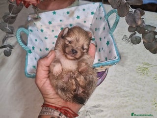 Pomerania perros - Anuncio 1