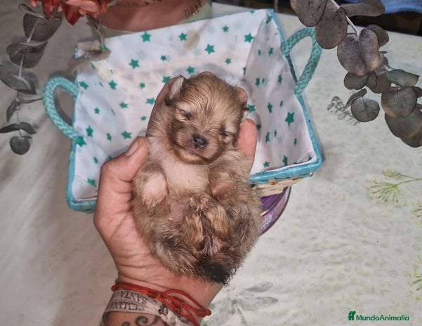 Pomerania perros - Anuncio 1