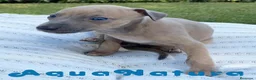 Pequeño Lebrel Italiano perros en venta: Lebrel Italiano Hembra 5886 - AQUANATURA en Barcelona - Anuncio 6