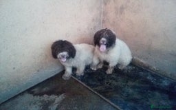 Perro de Agua Español perros en venta: Cachorro PDAE - Imagen 6