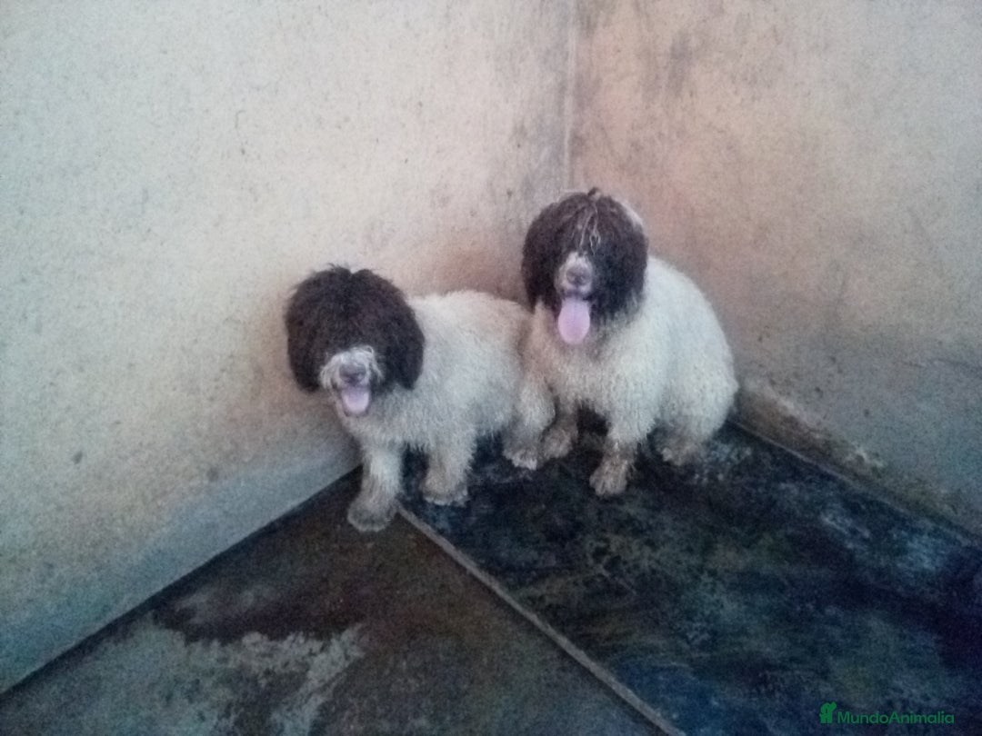 Perro de Agua Español perros en venta: Cachorro PDAE - Imagen 6