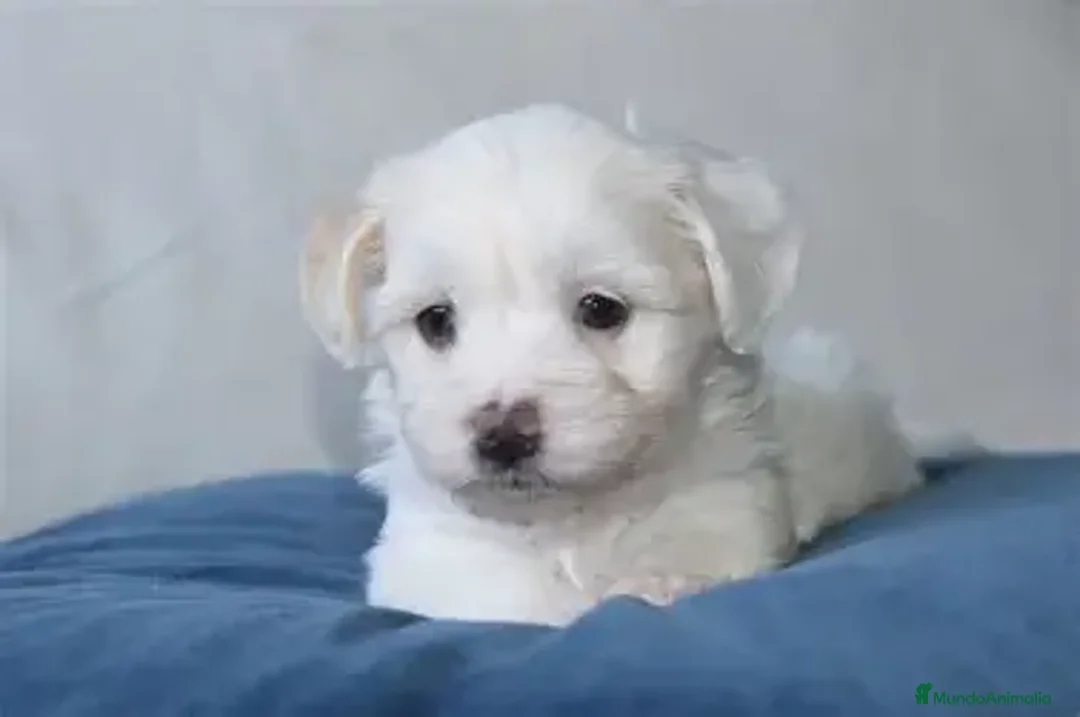 Bichón Maltés perros en venta: BICHON MALTES, EN IMPERIAL CANIS! - Imagen 1