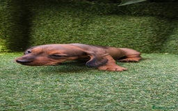 Teckel Miniatura perros en venta: camada teckel mini  - Imagen 25