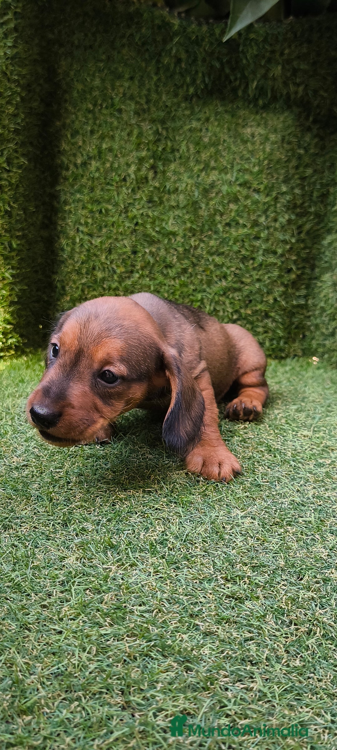 Teckel Miniatura perros en venta: camada teckel mini  - Imagen 25