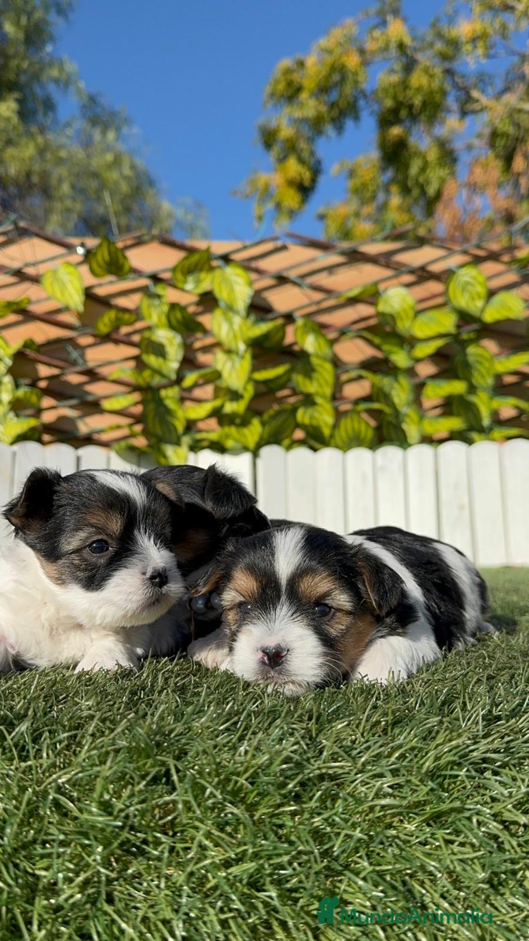 Yorkshire Terrier perros en venta: YORKSHIRE BIEWER - Anuncio 22