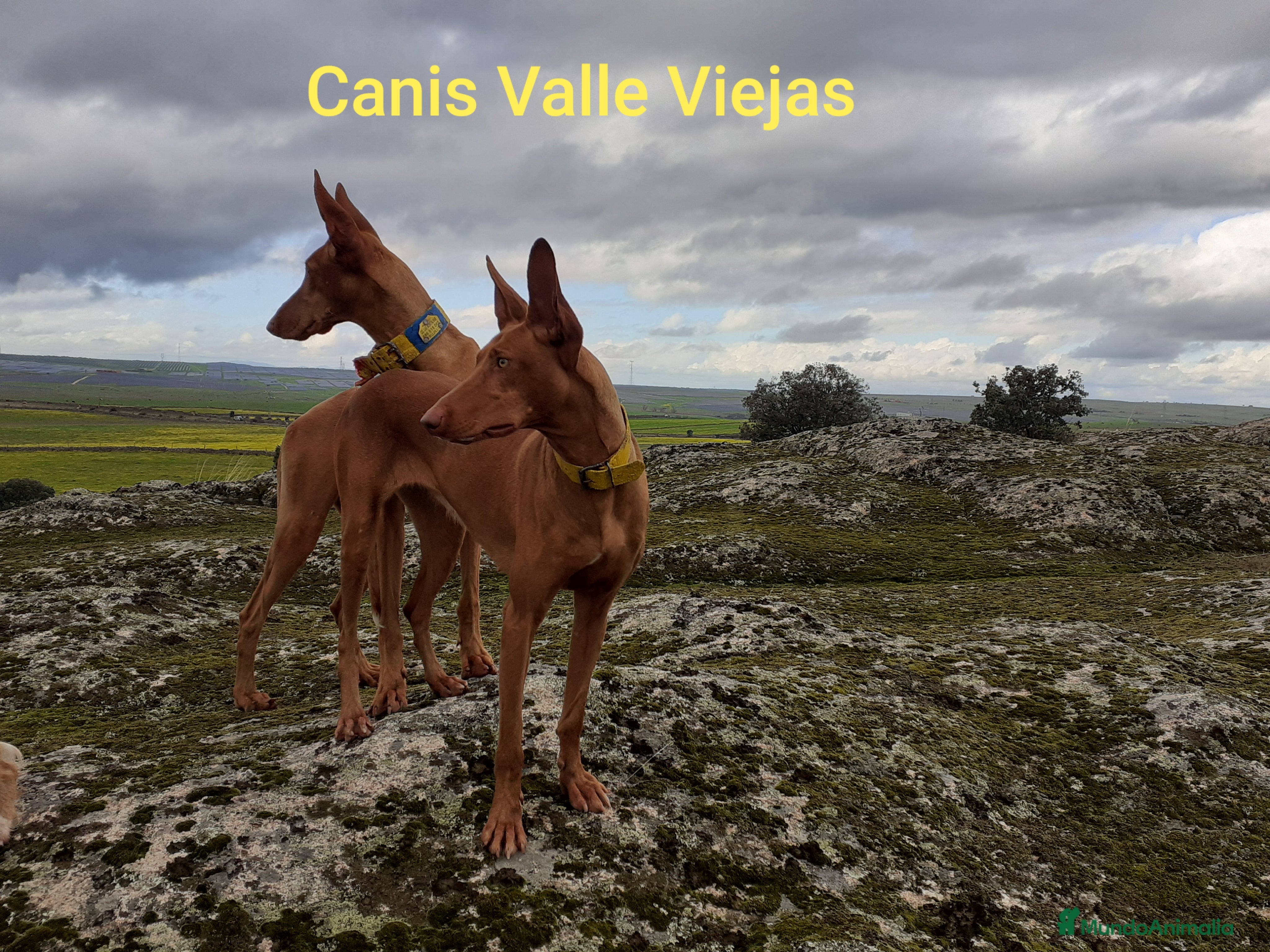 Podenco Canario perros PODENCOS CANARIOS de Selección  - Anuncio 28
