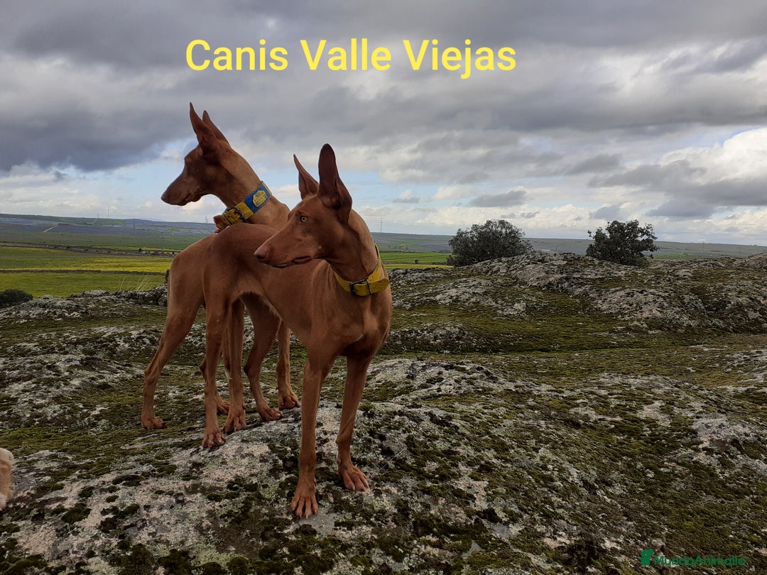 Podenco Canario perros en venta: PODENCOS CANARIOS de Selección  - Imagen 1