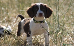 English Springer Spaniel perros en venta: Cachorros springer spaniel - Imagen 3