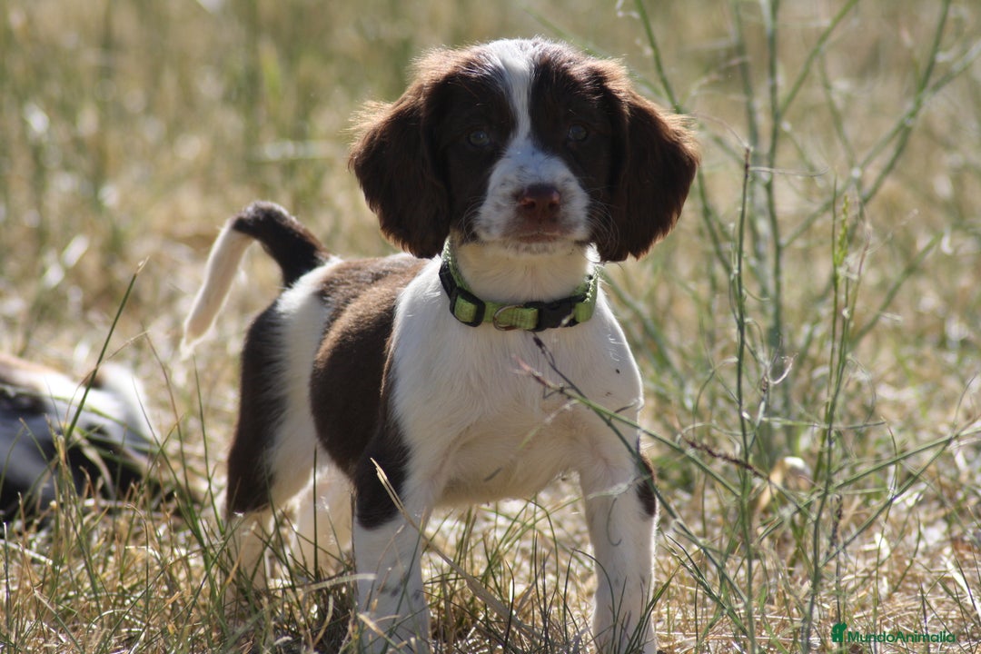 English Springer Spaniel perros en venta: Cachorros springer spaniel - Imagen 3