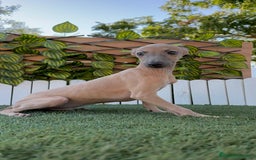 Pequeño Lebrel Italiano perros en venta: PICCOLO MACHO COLOR ISABELA - Imagen 10