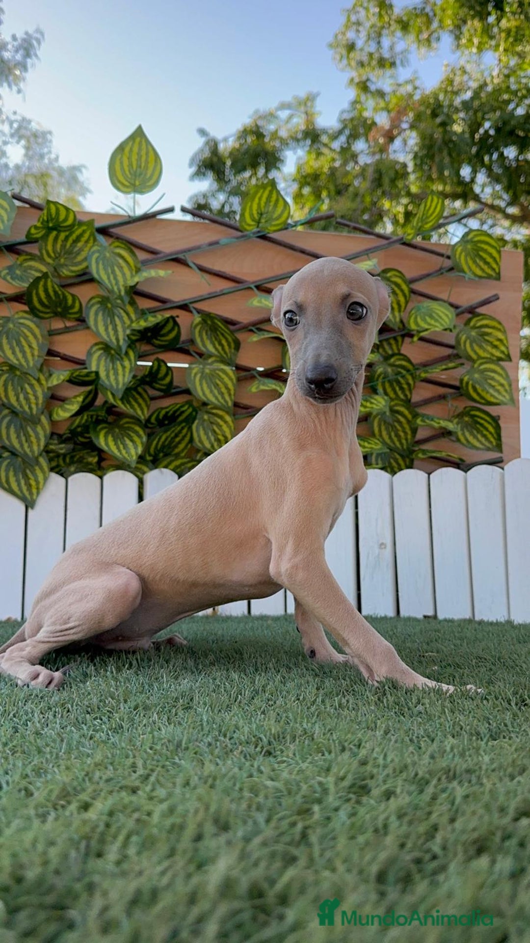 Pequeño Lebrel Italiano perros en venta: PICCOLO MACHO COLOR ISABELA - Imagen 10