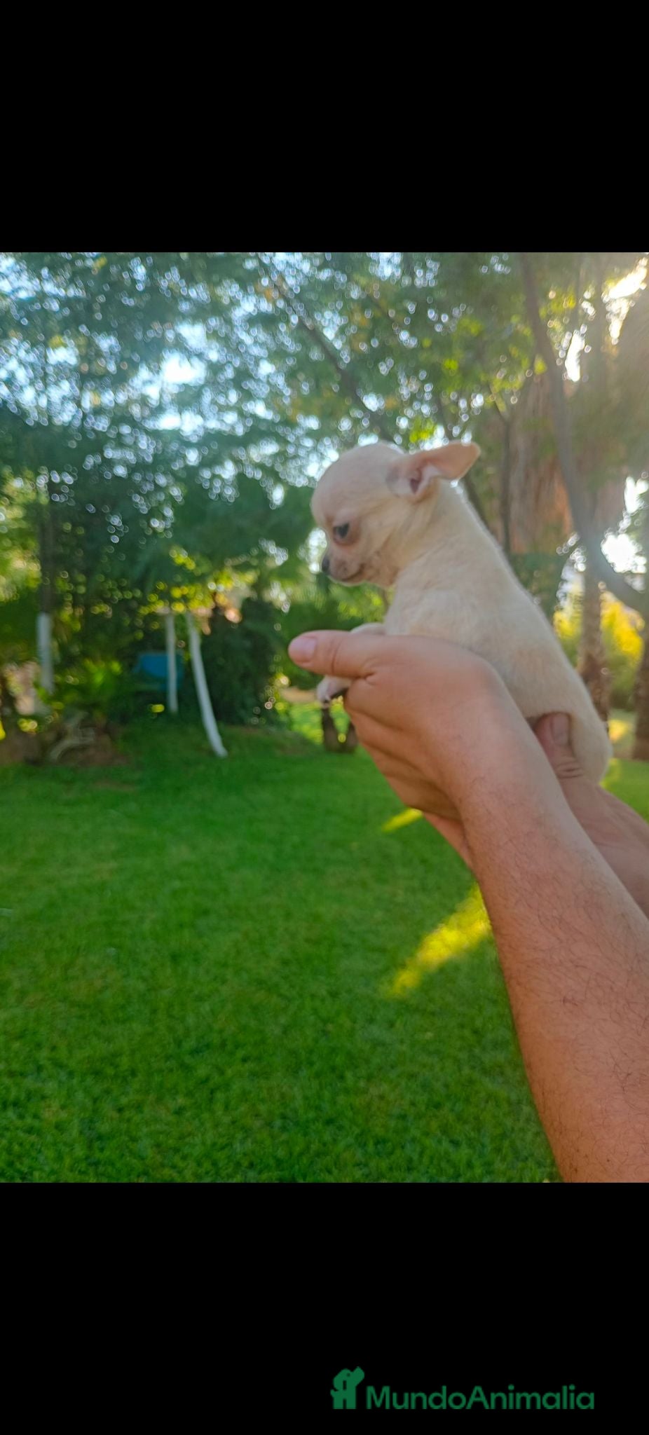Chihuahua perros Disponible Chihuahua Macho de Calidad  - Anuncio 1