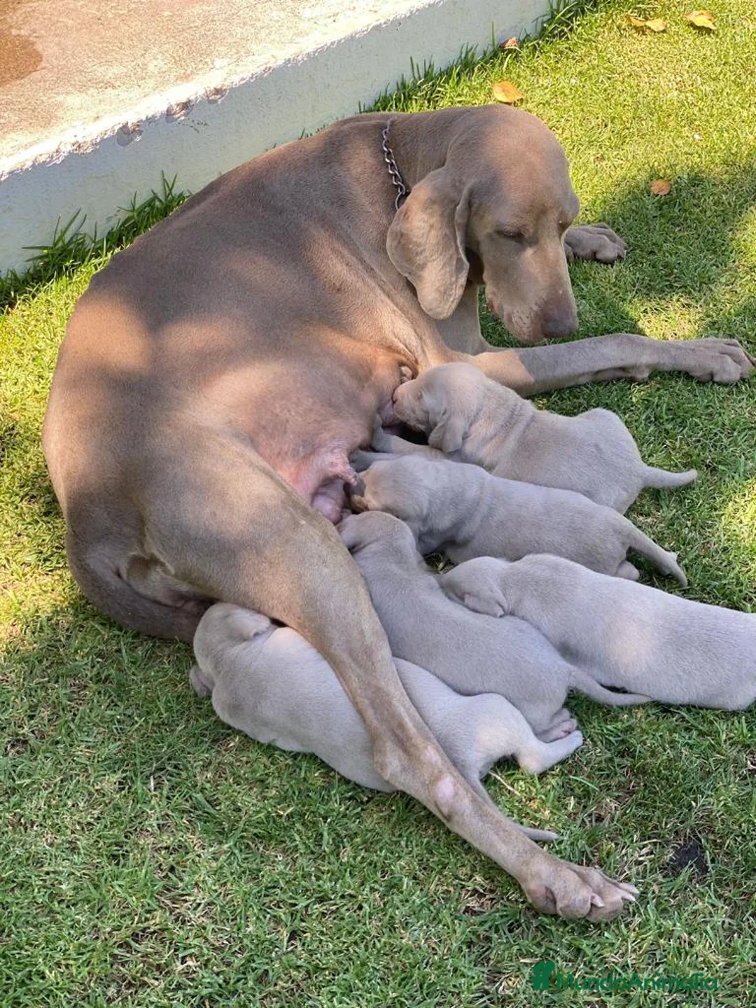 Imagen de galería {{count}}