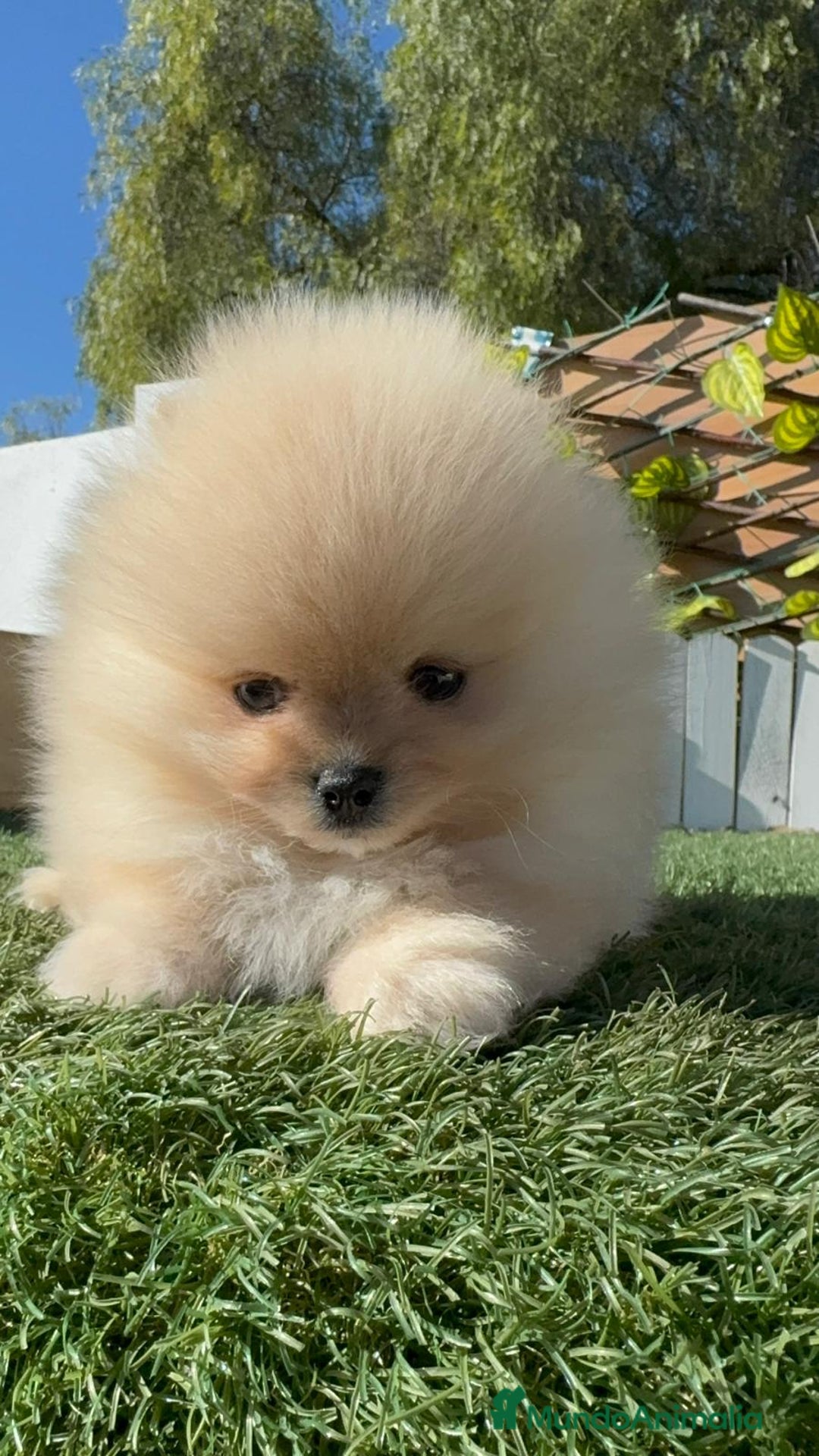 Pomerania perros en venta: POMERANIA CARITA DE OSITO - Anuncio 7