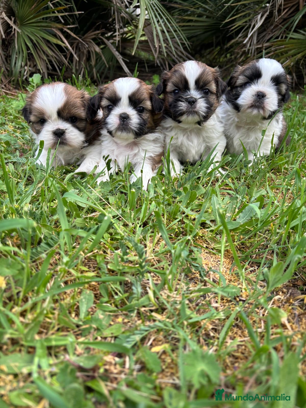 Shih Tzu perros en venta: Shit tzu machos y hembras listos para entregar. - Anuncio 8