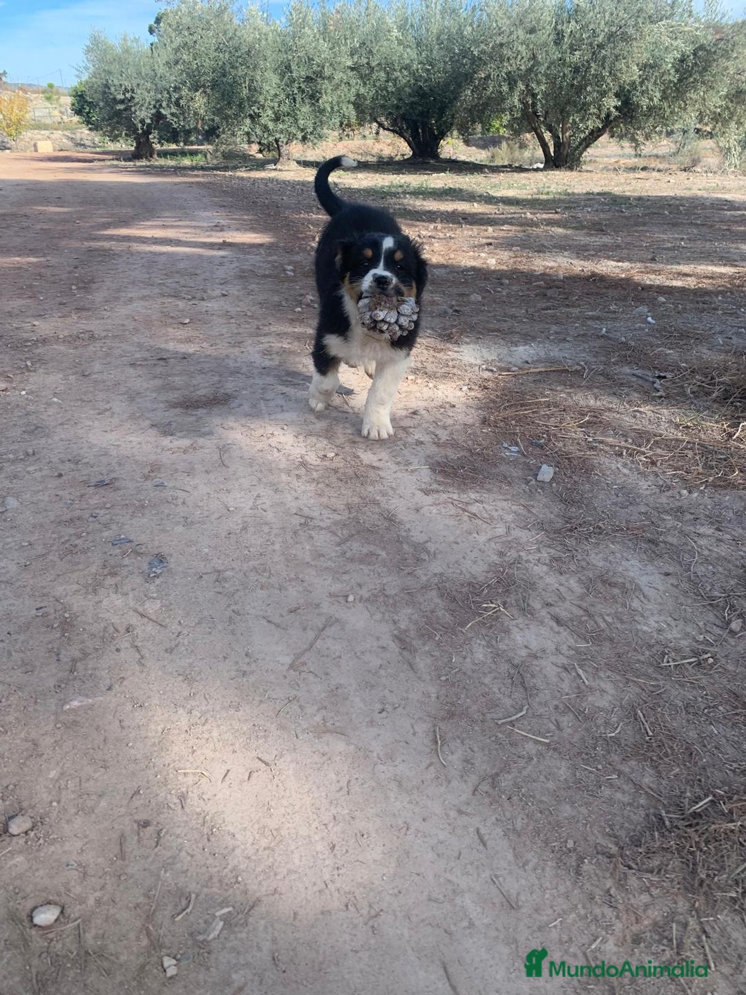 Pastor Australiano perros en venta: PASTOR AUSTRALIANO - Anuncio 5