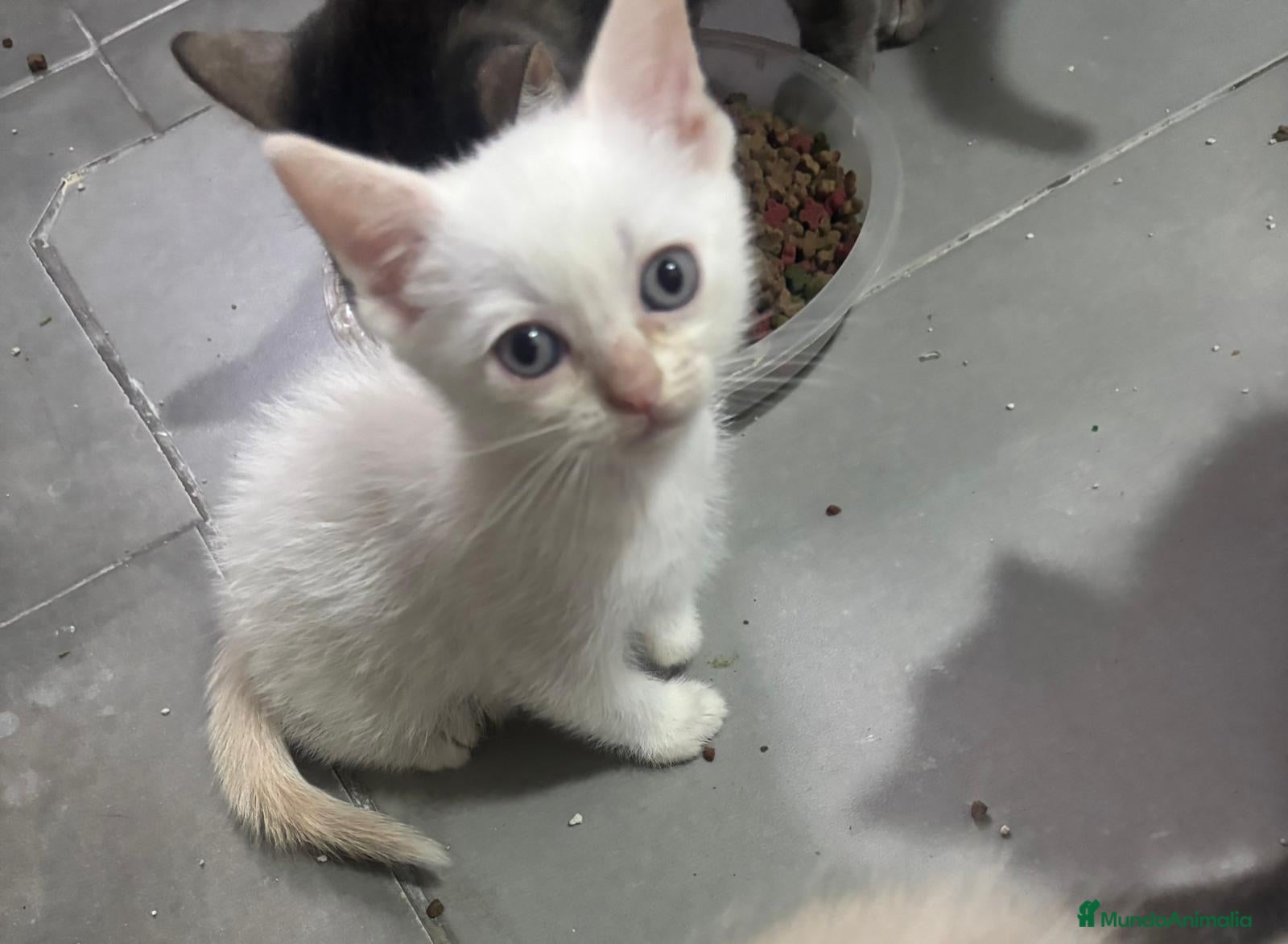 Raza Mixta gatos Cruce de siamés  - Anuncio 1