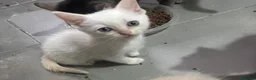 Raza Mixta gatos en venta: Cruce de siamés  - Anuncio 1
