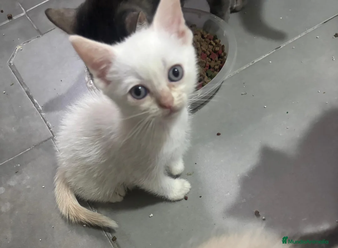 Raza Mixta gatos en venta: Cruce de siamés  - Anuncio 1