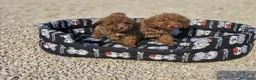 Caniche Toy perros en venta: Caniche toy rojo macho - Anuncio 4