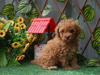 Caniche Toy perros Preciosa camada de Caniche toy en Granada - Anuncio 13