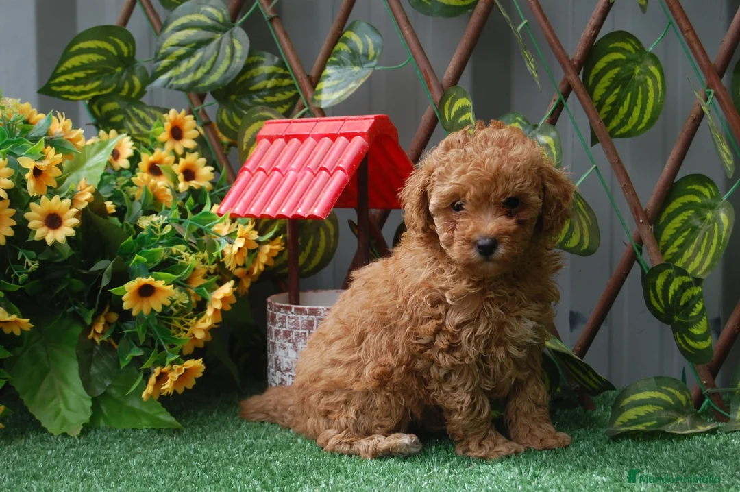 Caniche Toy perros en venta: Preciosa camada de Caniche toy  en Granada - Anuncio 1