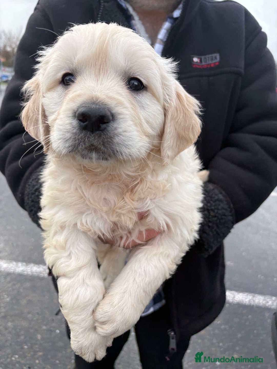 Golden Retriever perros en venta: Golden Retriever un lujo de cachorro - Anuncio 12
