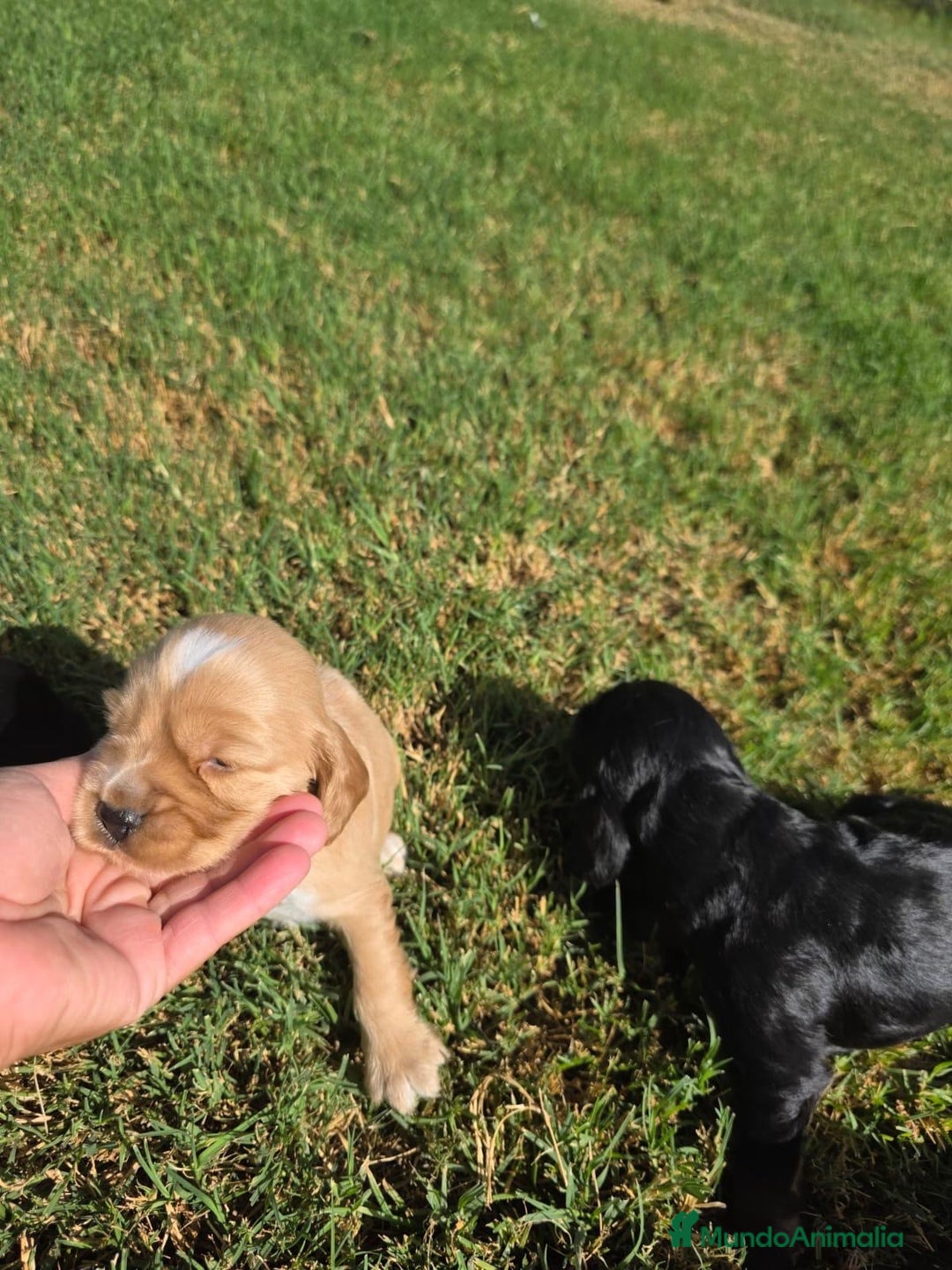 Cocker Spaniel Inglés perros en venta: COCKER SPANIEL INGLES - Imagen 3