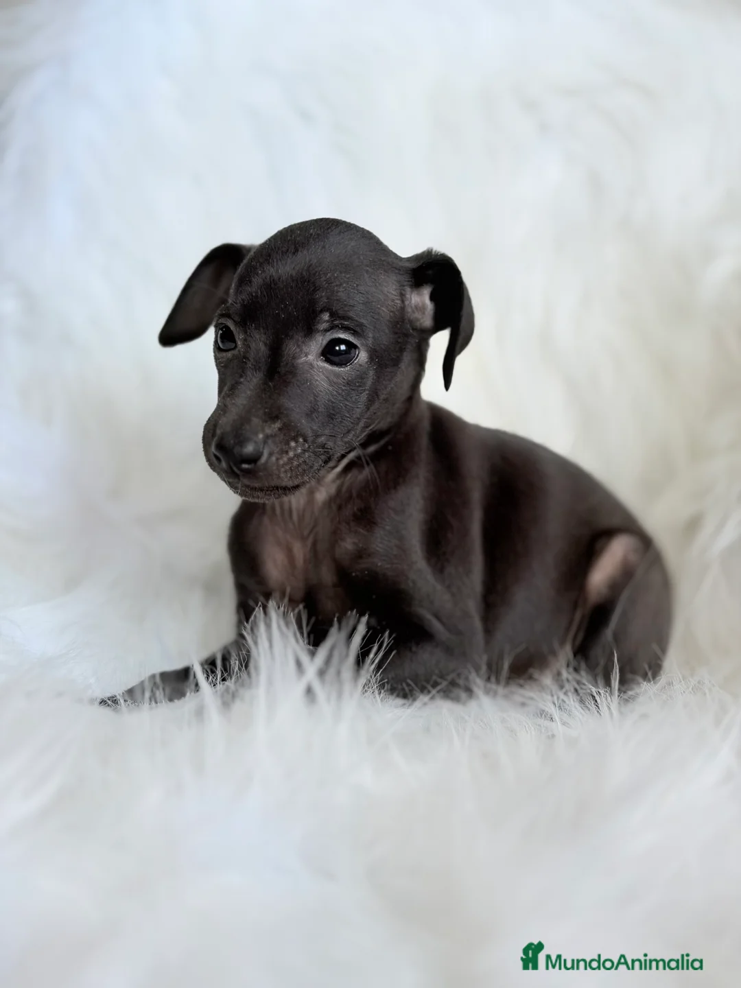 Pequeño Lebrel Italiano perros en venta: Piccolo italiano  - Anuncio 1