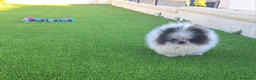 Pomerania perros en venta: Excelente machito pomerania. - Anuncio 3