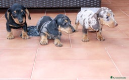 Teckel Miniatura perros en venta: Teckel de todos los colores  - Imagen 2