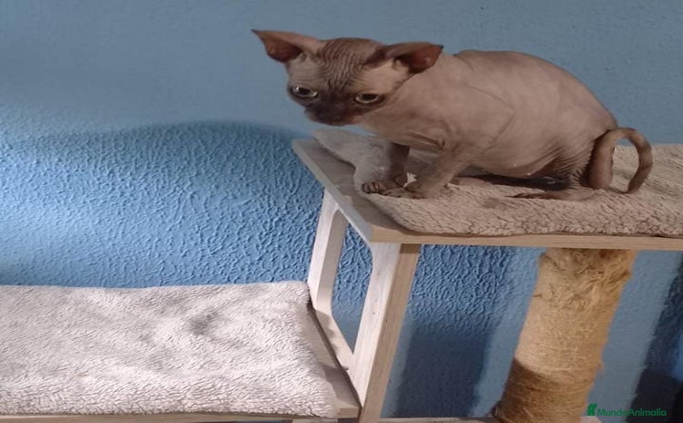 Sphynx gatos - Propaganda 1
