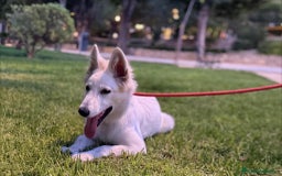 Pastor Blanco Suizo perros en venta: Cachorra Pastor Blanco Suizo  - Imagen 4