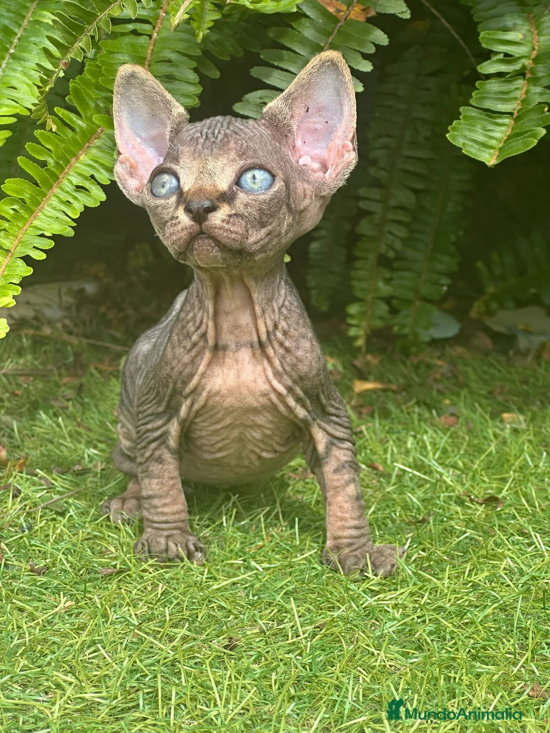 Sphynx gatos en venta: SPHYNX BLUE TABBY en Madrid - Anuncio 2
