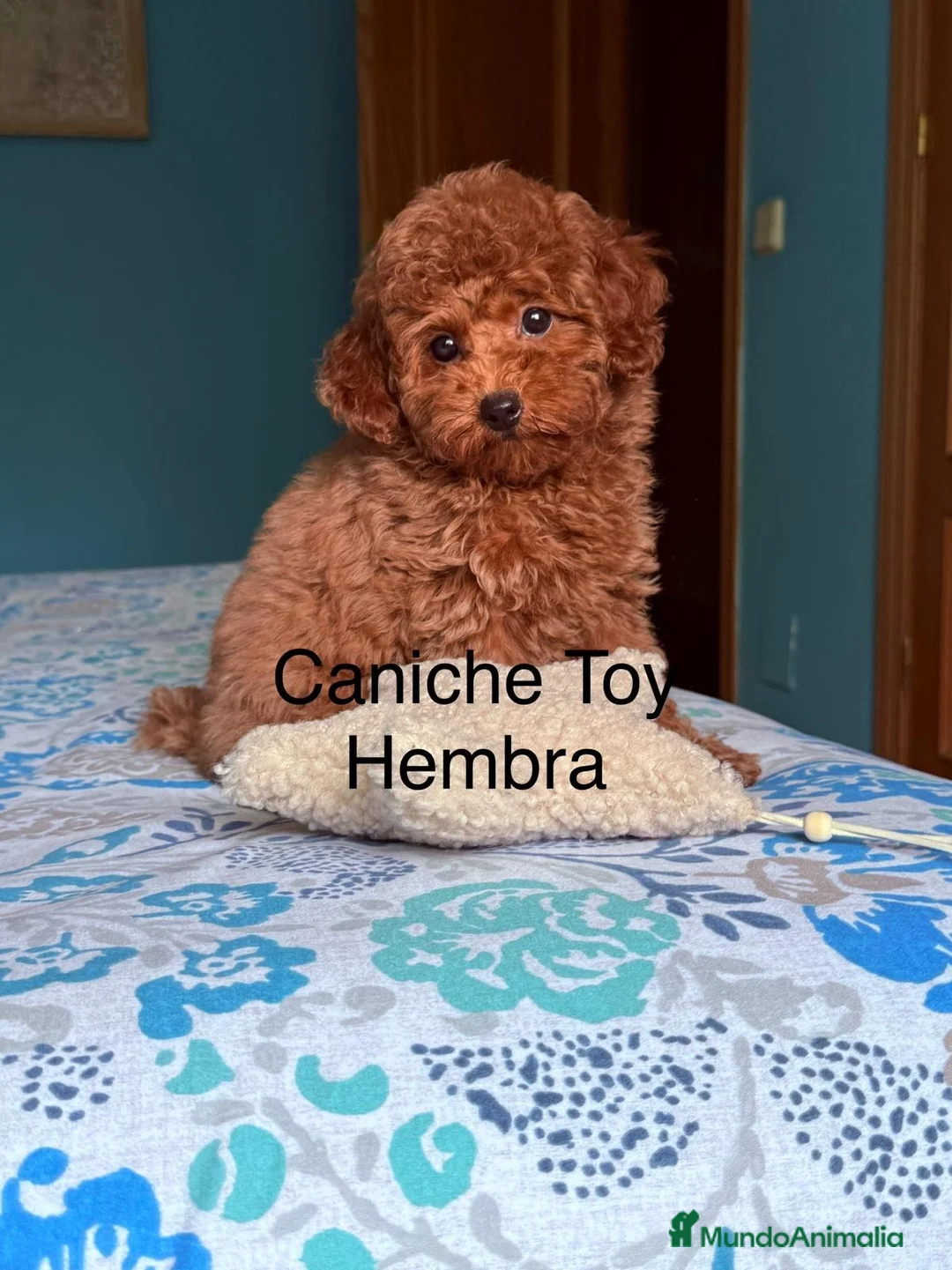 Caniche Toy perros en venta: Caniche toy hembra disponible preciosa!!! - Anuncio 4