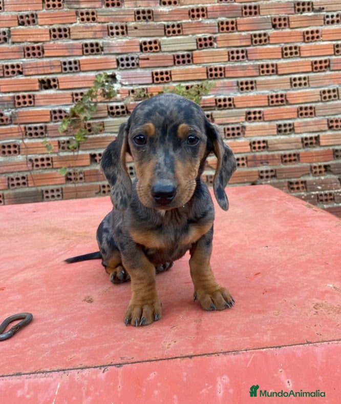Teckel perros Teckel arlequin en Salamanca - Anuncio 3