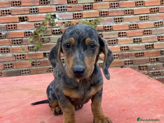 Teckel perros en Salamanca - Anuncio 25