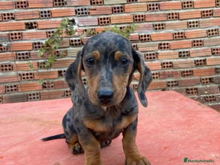 Teckel perros Teckel arlequin en Salamanca - Anuncio 15