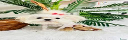 Maltipoo perros en venta: MALTIPOO TOY - Anuncio 9