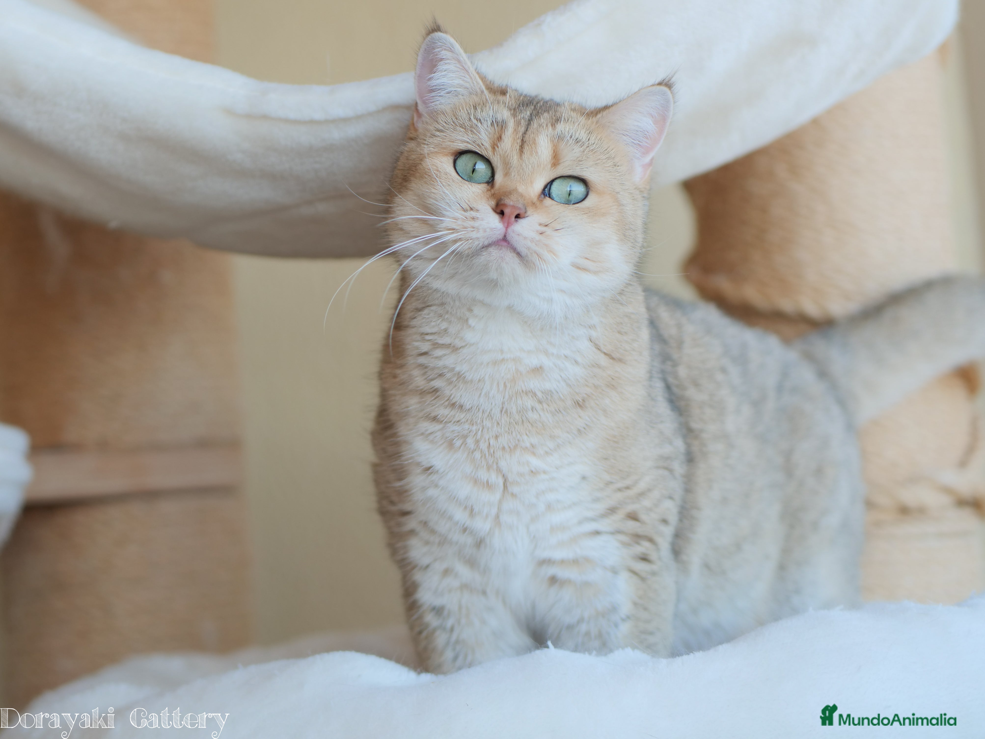 Británico de Pelo Corto gatos British shorthair black golden shaded - Anuncio 2