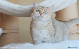 Británico de Pelo Corto gatos en adopcion: British shorthair black golden shaded - Imagen 1