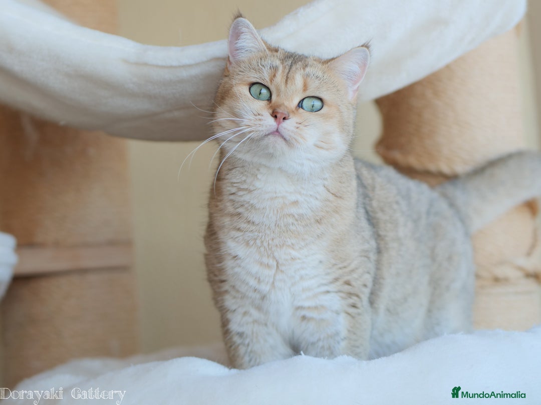 Británico de Pelo Corto gatos en adopcion: British shorthair black golden shaded - Imagen 1
