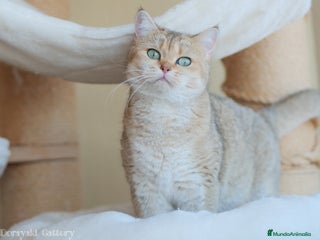 Británico de Pelo Corto gatos - Anuncio 5