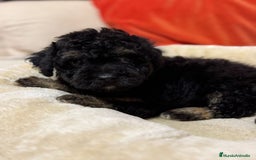 Maltipoo perros en venta: Maltipoo  - Imagen 4