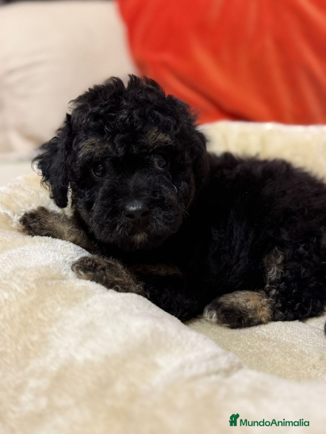 Maltipoo perros en venta: Maltipoo  - Imagen 4