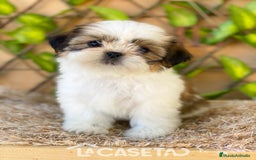 Shih Tzu perros en venta: Camada de Yadira  - Imagen 2