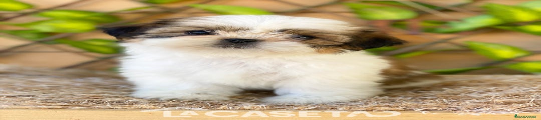 Shih Tzu Cachorro 3693