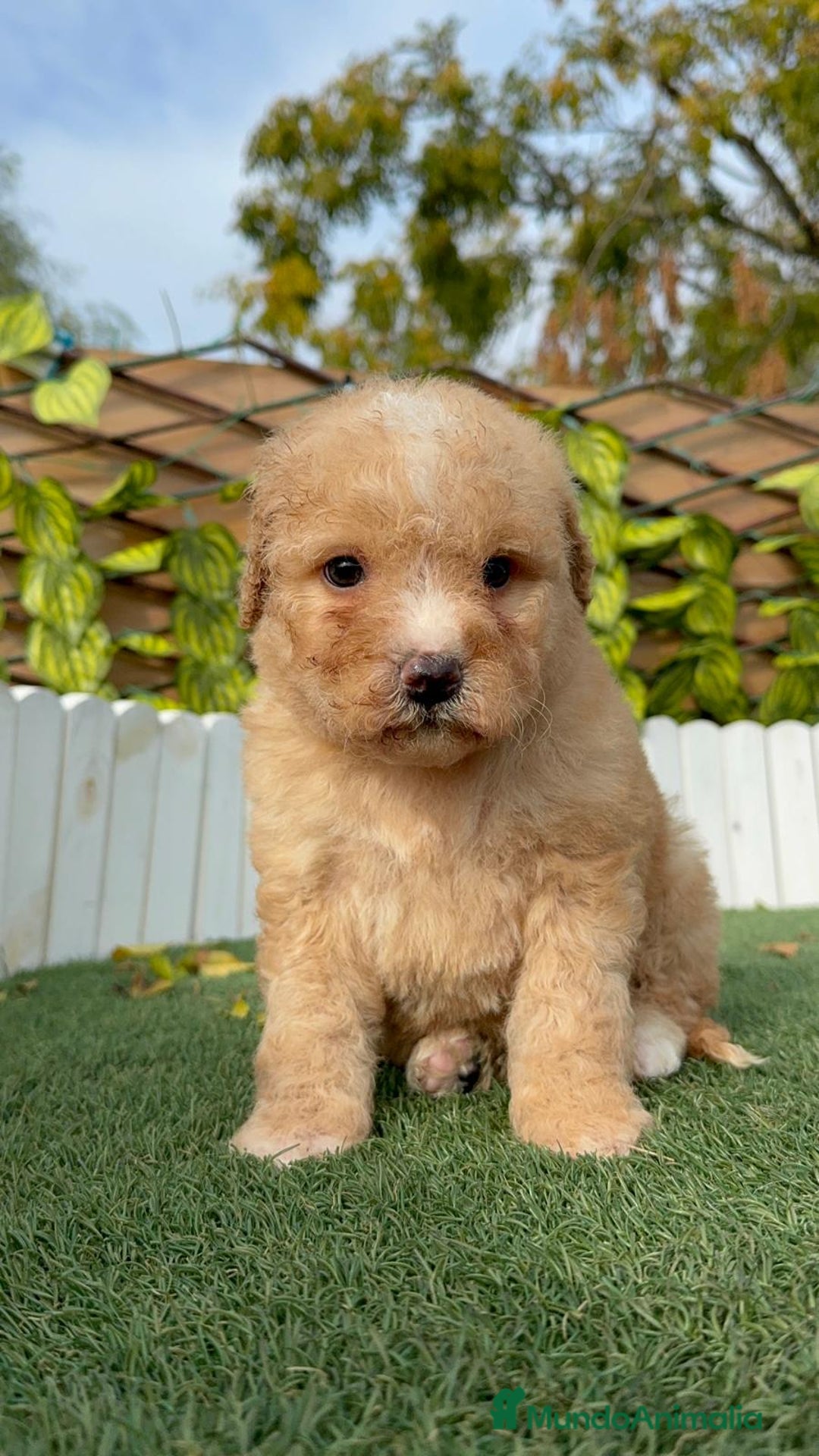 Perro de Agua Español perros en venta: PERRO DE AGUA ESPAÑOL - Anuncio 8