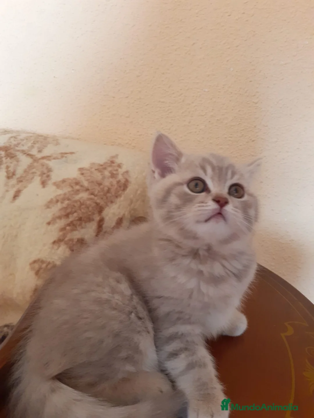 Británico de Pelo Corto gatos en venta: Encantadores Britthis lilac tabby en Madrid - Anuncio 5