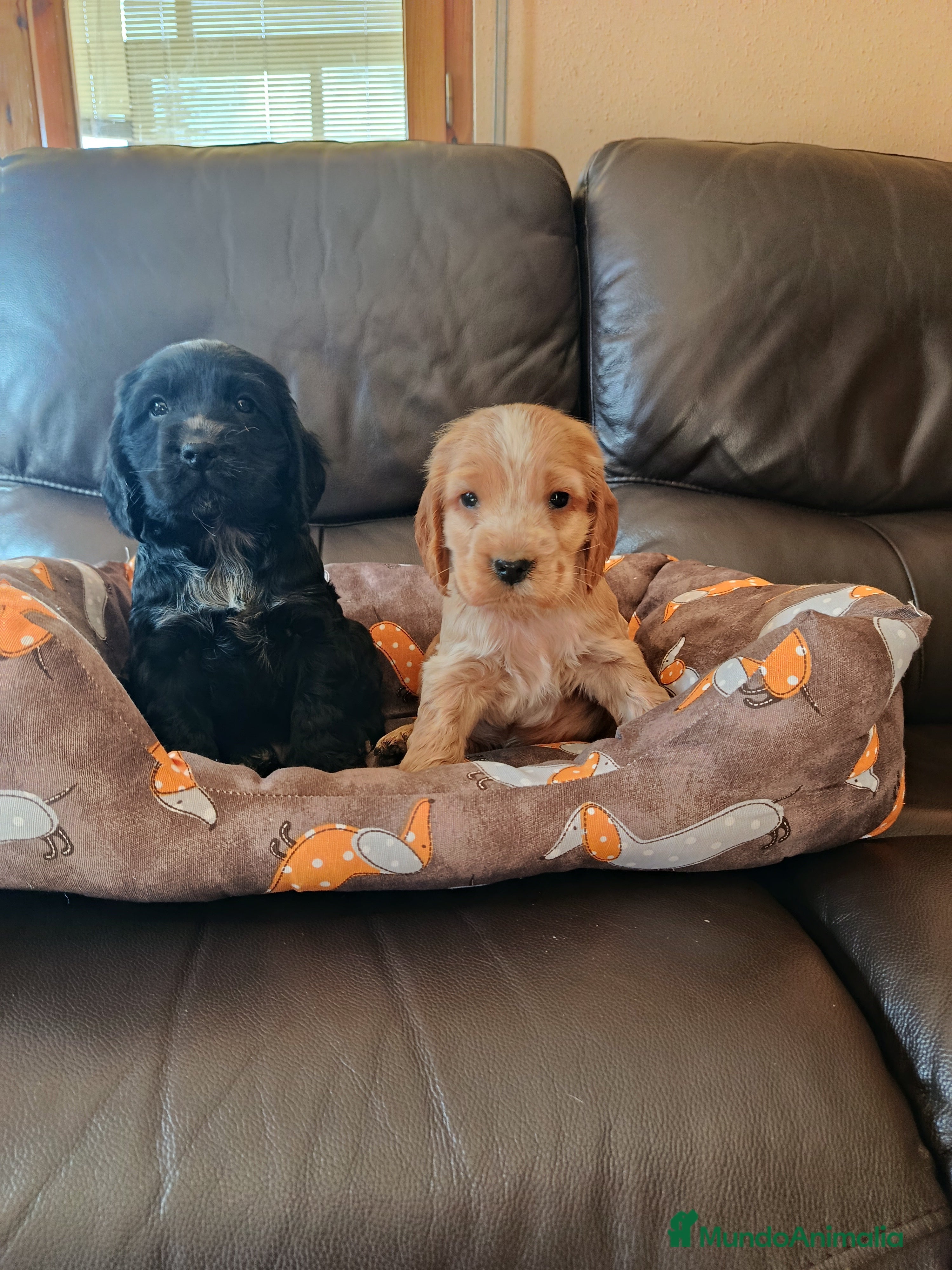 Cocker Spaniel Inglés perros cocker spaniel ingles - Anuncio 1